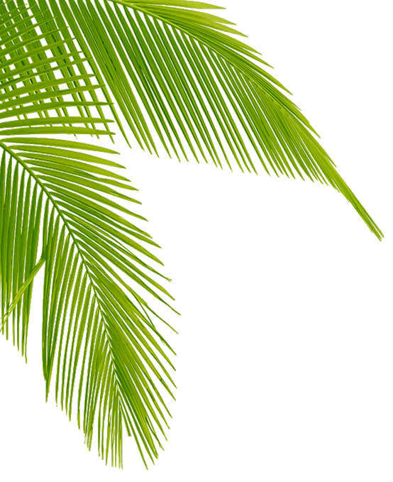 Free Leaf Leaf Palm Tree Arecales Clipart Clipart Transparent Background
