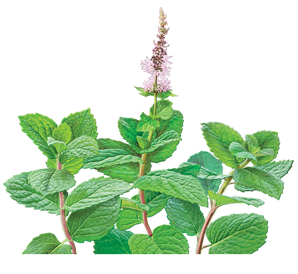 Free Tea Plant Herb Spearmint Clipart Clipart Transparent Background