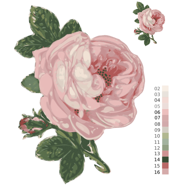 Free Peony Flower Rose Family Rose Clipart Clipart Transparent Background