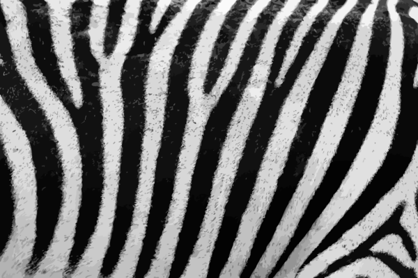Free Zebra Black And White Zebra Wildlife Clipart Clipart Transparent Background
