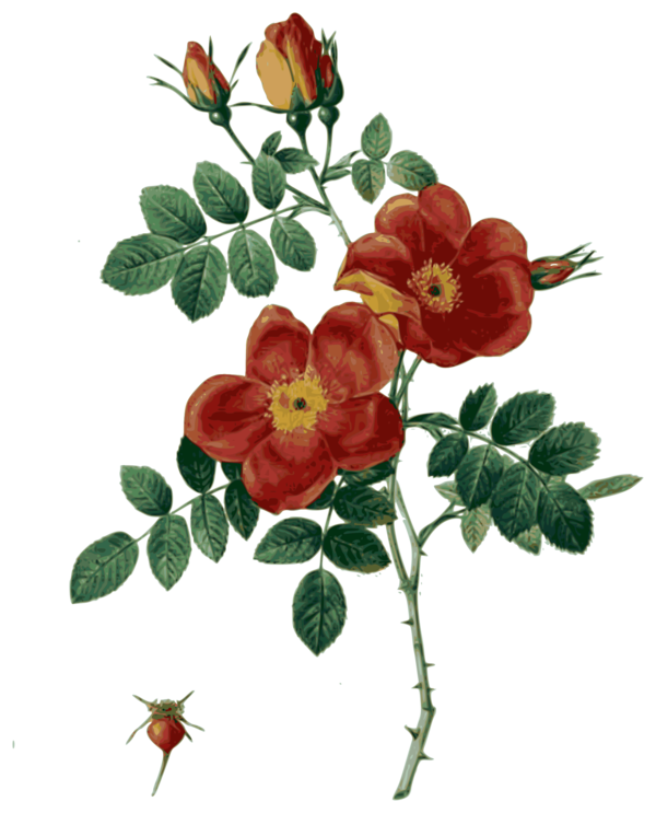 Free Book Flower Rose Family Plant Clipart Clipart Transparent Background