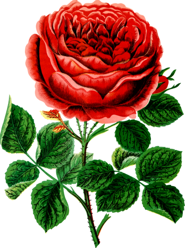 Free Garden Flower Garden Roses Rose Family Clipart Clipart Transparent Background