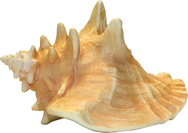 Free Queen Shankha Conch Seashell Clipart Clipart Transparent Background
