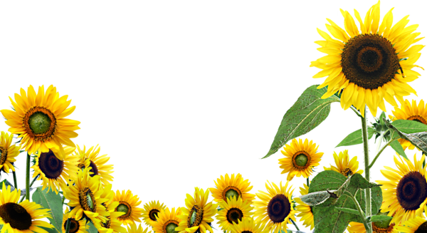 Free Sunflower Sunflower Flower Sunflower Seed Clipart Clipart Transparent Background