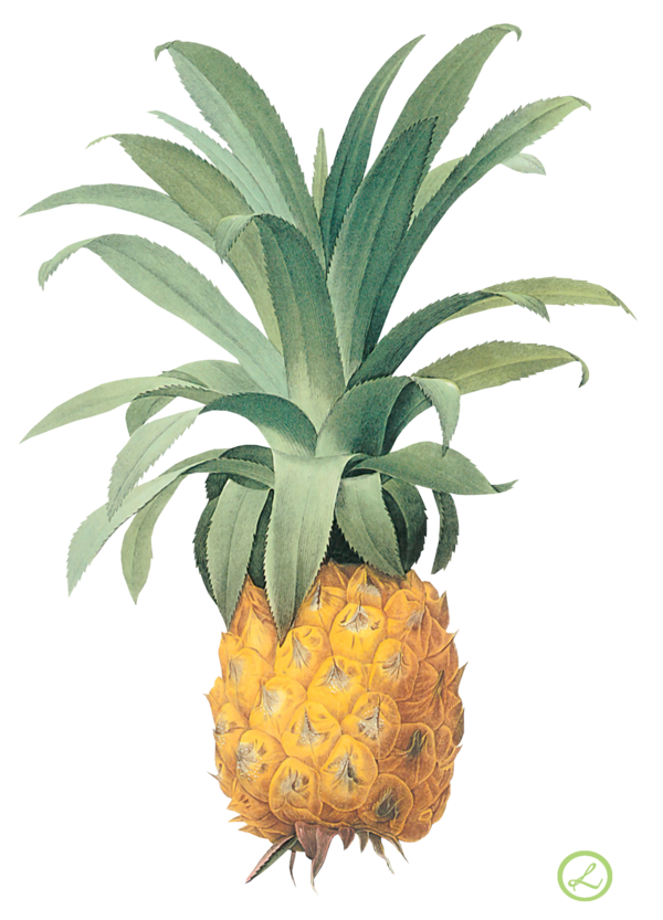Free Fruit Ananas Plant Pineapple Clipart Clipart Transparent Background