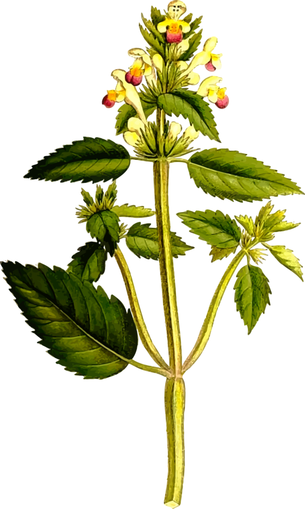 Free Herb Plant Flower Leaf Clipart Clipart Transparent Background