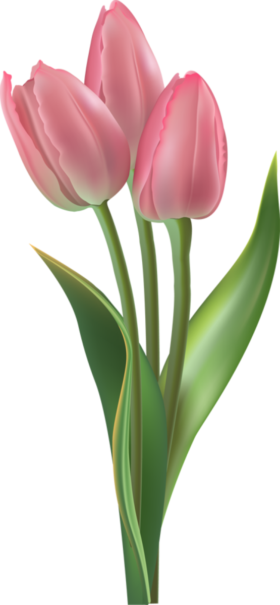 Free Lily Flower Plant Tulip Clipart Clipart Transparent Background