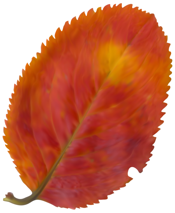 Free Autumn Leaf Petal Clipart Clipart Transparent Background