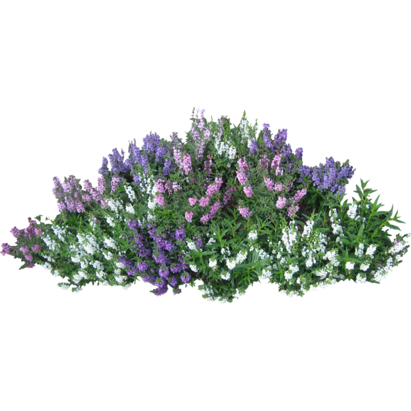 Free Grass Lilac Plant Lavender Clipart Clipart Transparent Background