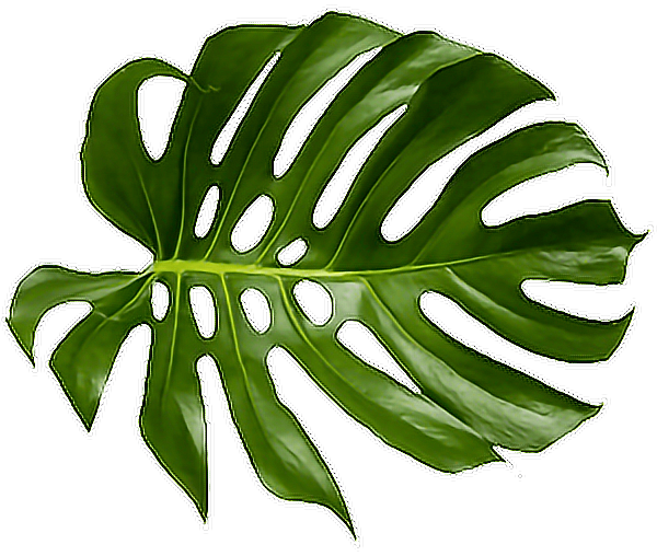 Free Cheese Leaf Plant Plant Stem Clipart Clipart Transparent Background