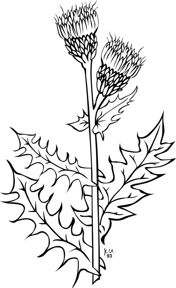 Free Milk Flora Plant Leaf Clipart Clipart Transparent Background