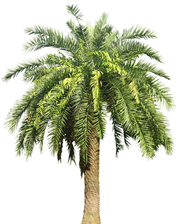 Free Family Tree Date Palm Palm Tree Clipart Clipart Transparent Background
