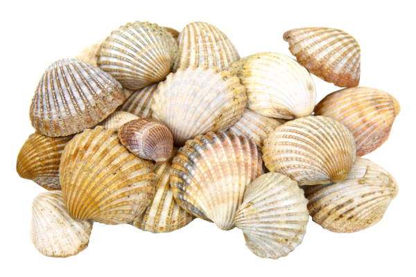 Free Ocean Clam Cockle Seashell Clipart Clipart Transparent Background
