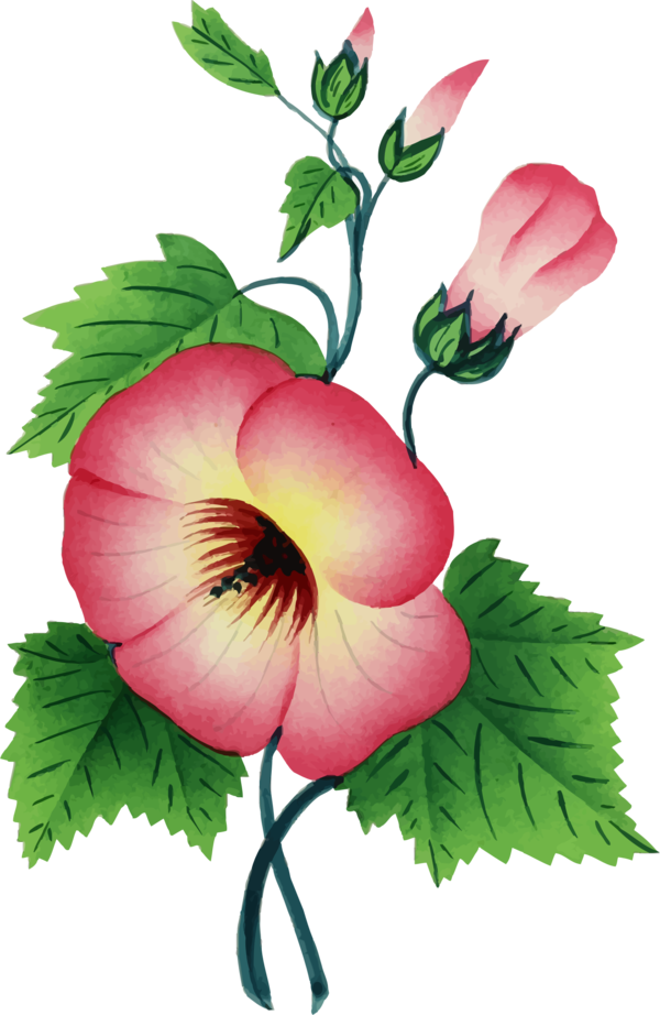 Free Family Flower Plant Petal Clipart Clipart Transparent Background