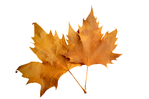 Free Leaf Leaf Maple Leaf Clipart Clipart Transparent Background