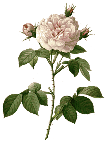 Free Painter Flower Rose Family Plant Clipart Clipart Transparent Background