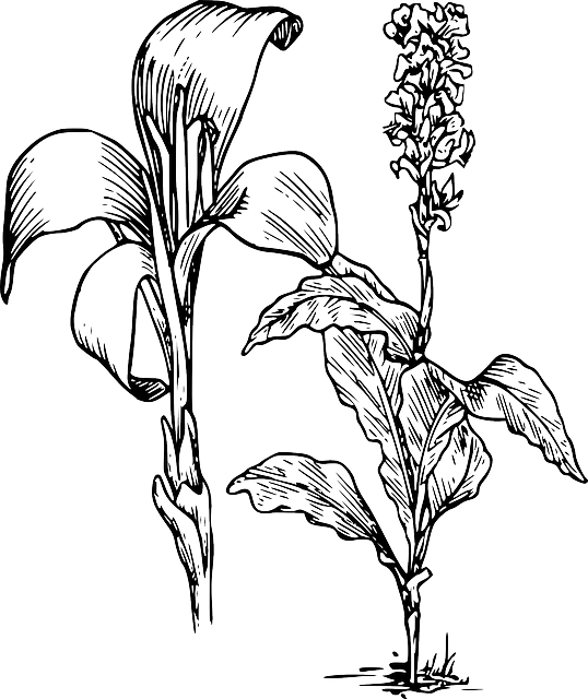 Free Lily Flower Plant Black And White Clipart Clipart Transparent Background
