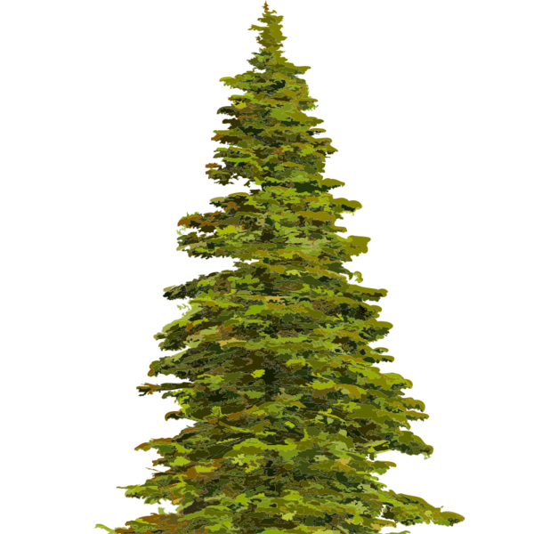 Free Christmas Tree Christmas Tree Spruce Clipart Clipart Transparent Background