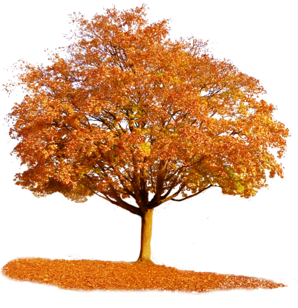 Free Autumn Tree Woody Plant Maple Tree Clipart Clipart Transparent Background