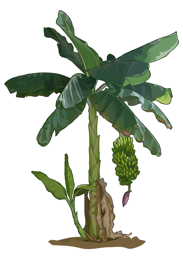 Free Anatomy Plant Leaf Flowerpot Clipart Clipart Transparent Background