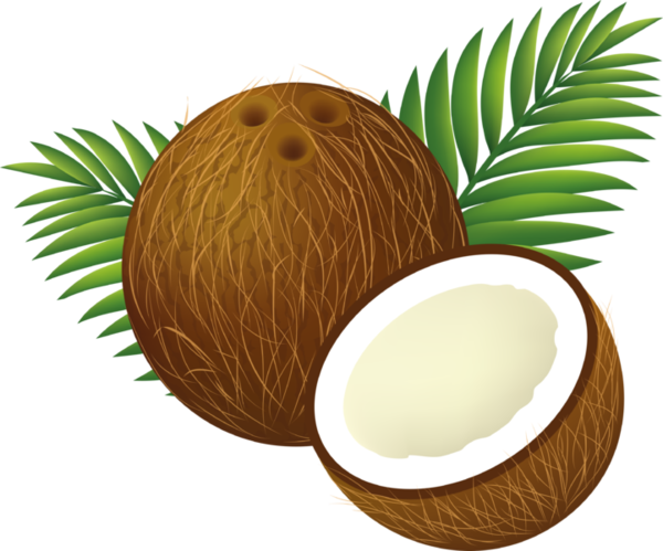 Free Water Coconut Food Fruit Clipart Clipart Transparent Background