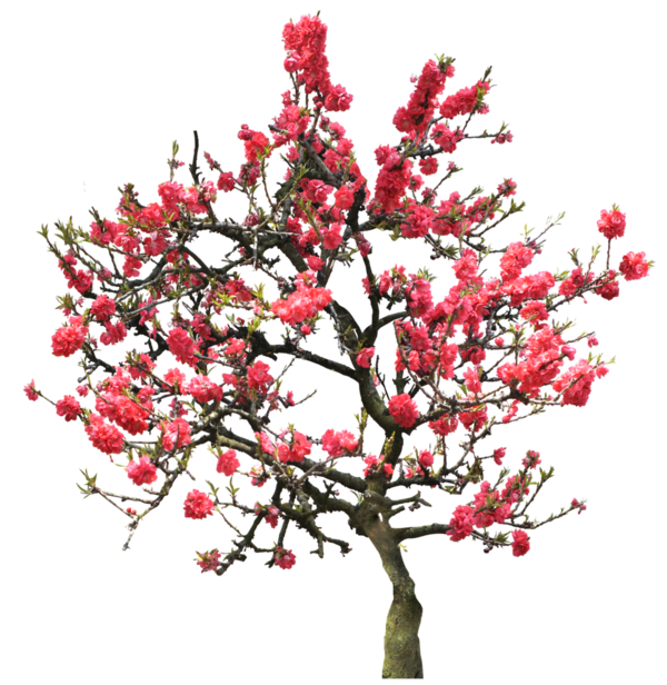Free Spring Plant Blossom Tree Clipart Clipart Transparent Background