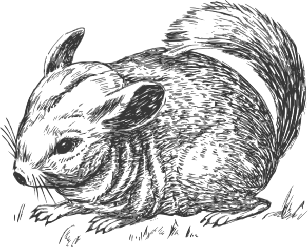 Free Squirrel Black And White Whiskers Drawing Clipart Clipart Transparent Background