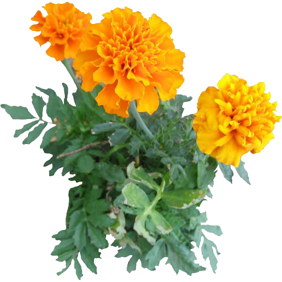 Free Daisy Flower Calendula Plant Clipart Clipart Transparent Background