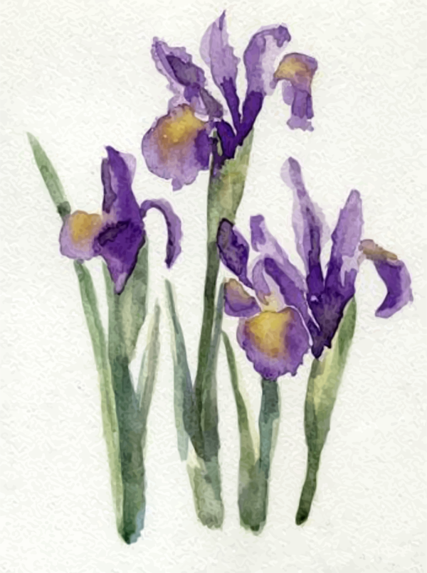 Free Spring Flower Iris Plant Clipart Clipart Transparent Background