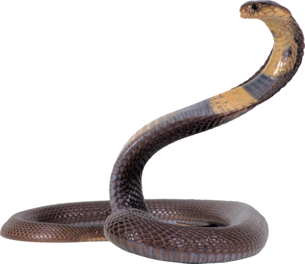 Free Snake Reptile Snake Scaled Reptile Clipart Clipart Transparent Background