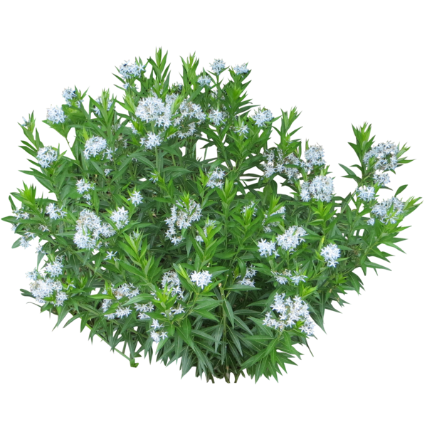 Free Herb Plant Flower Subshrub Clipart Clipart Transparent Background