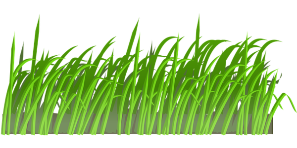Free Lawn Grass Leaf Grass Family Clipart Clipart Transparent Background