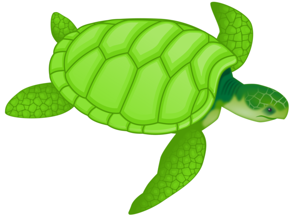 Free Turtle Sea Turtle Turtle Reptile Clipart Clipart Transparent Background