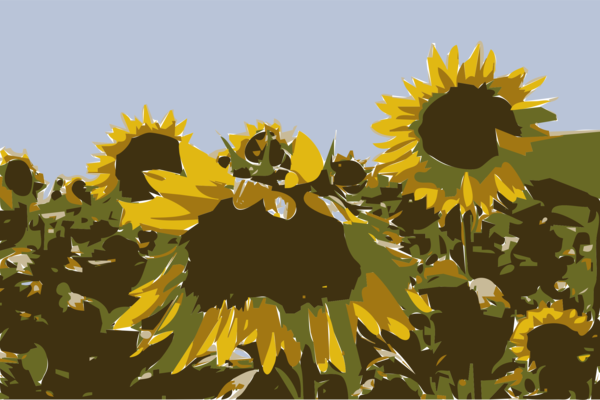 Free Sunflower Sunflower Flower Plant Clipart Clipart Transparent Background