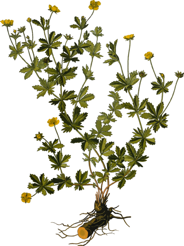 Free Herb Flower Plant Flora Clipart Clipart Transparent Background