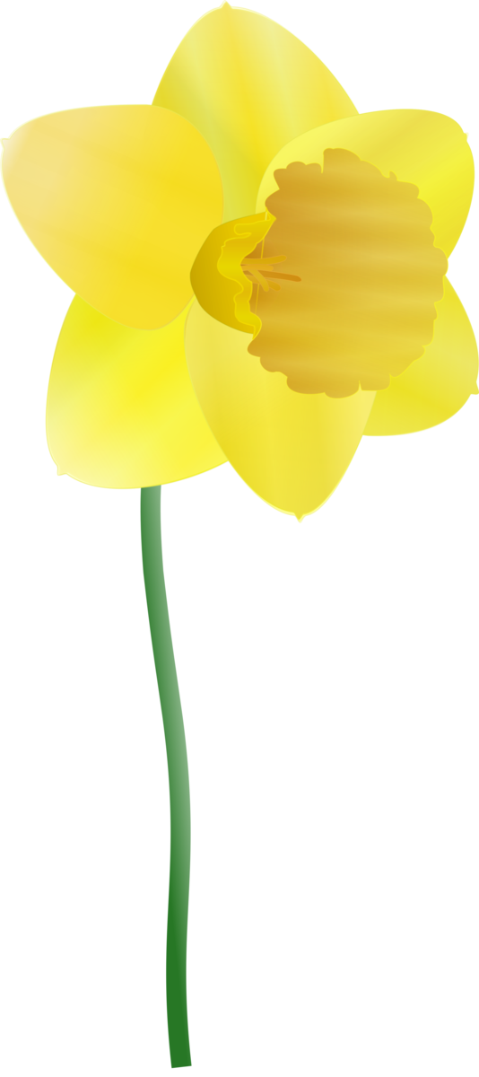 Free Daffodil Flower Petal Plant Clipart Clipart Transparent Background
