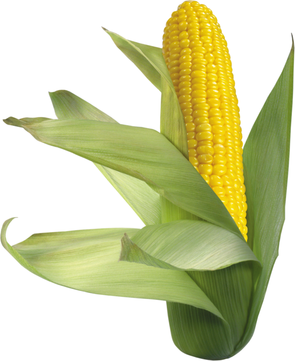Free Family Corn On The Cob Maize Sweet Corn Clipart Clipart Transparent Background