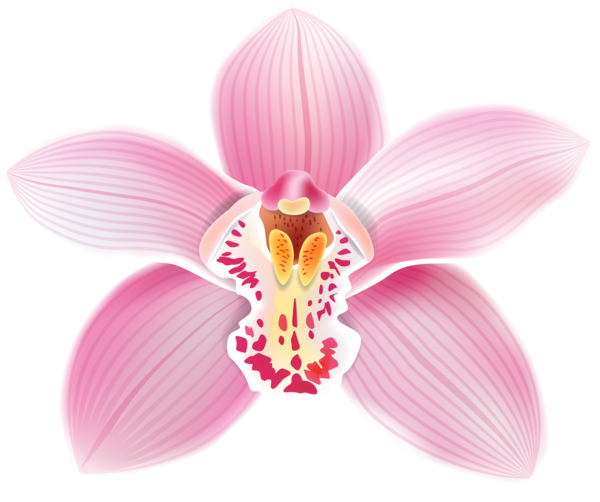 Free Orchid Flower Moth Orchid Plant Clipart Clipart Transparent Background
