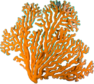 Free Tree Coral Aquarium Decor Stony Coral Clipart Clipart Transparent Background
