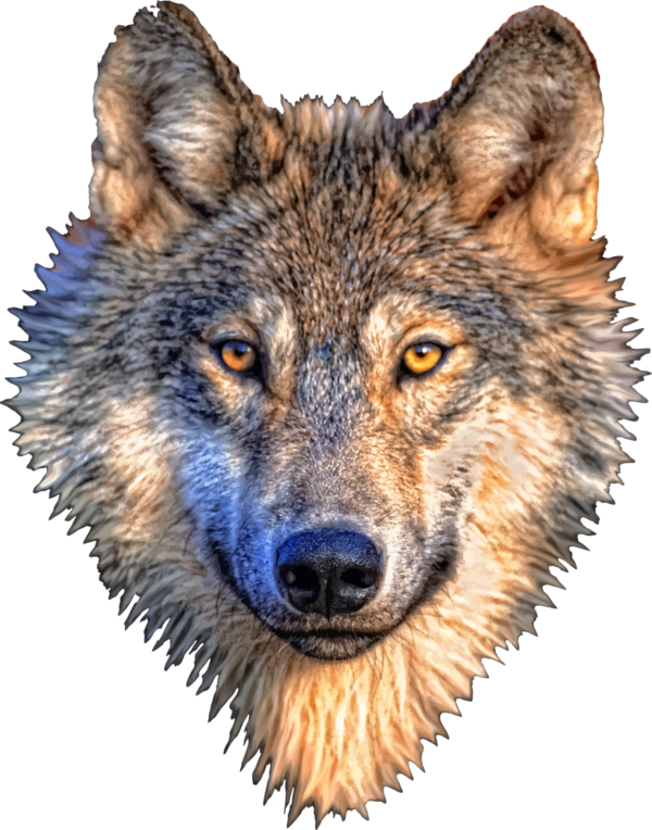 Free Wolf Wolf Jackal Wildlife Clipart Clipart Transparent Background