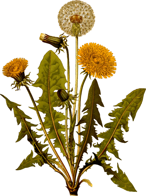 Free Lion Flower Plant Flora Clipart Clipart Transparent Background