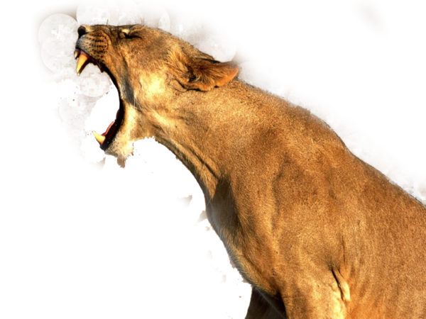 Free Lion Wildlife Lion Snout Clipart Clipart Transparent Background