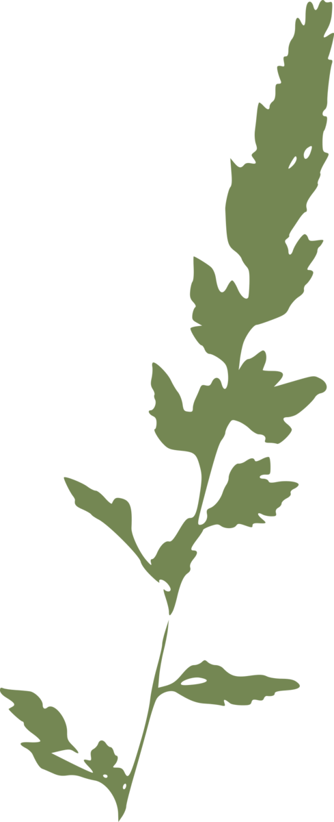 Free Herb Leaf Plant Flower Clipart Clipart Transparent Background