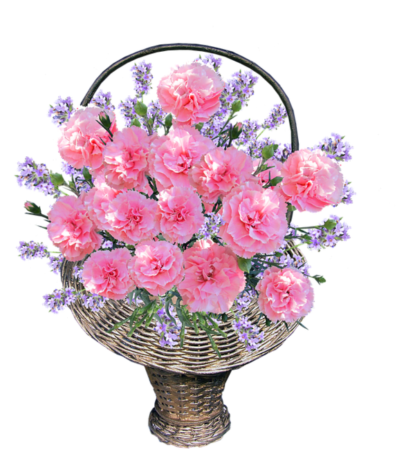Free Carnation Flower Plant Flower Arranging Clipart Clipart Transparent Background