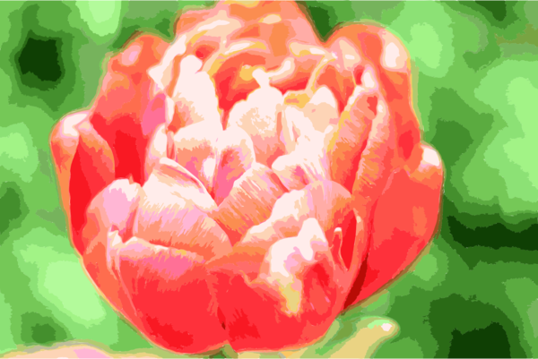 Free Lily Flower Tulip Petal Clipart Clipart Transparent Background