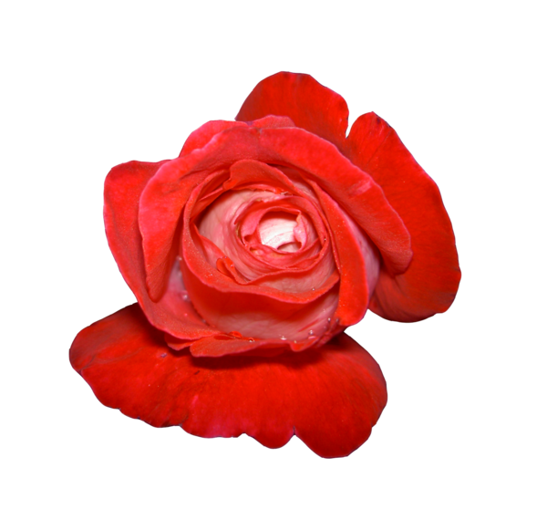 Free Family Flower Garden Roses Rose Clipart Clipart Transparent Background