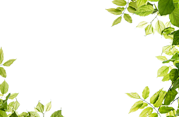 Free Grass Leaf Plant Branch Clipart Clipart Transparent Background