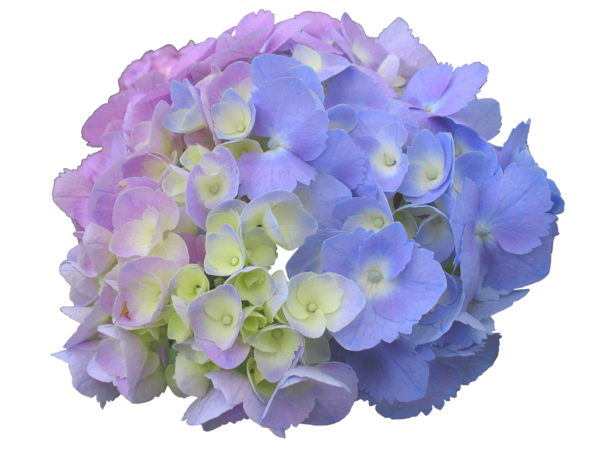 Free Hydrangea Flower Violet Hydrangea Clipart Clipart Transparent Background