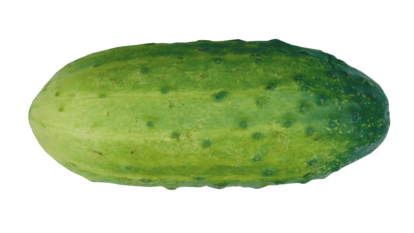 Free Winter Melon Cucumber Vegetable Clipart Clipart Transparent Background