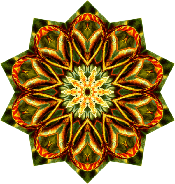 Free Lizard Flower Symmetry Clipart Clipart Transparent Background